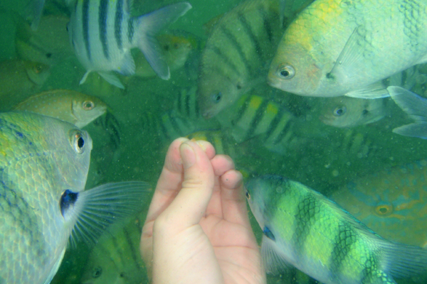 ギアム島の熱帯魚たち