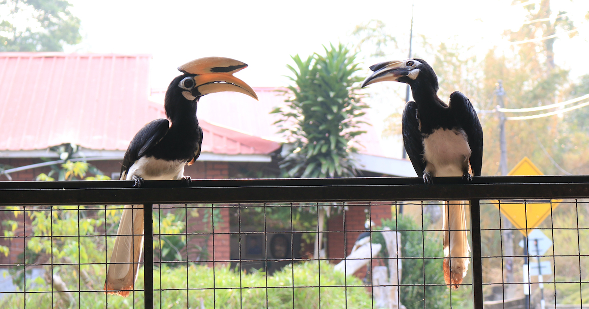 パンコール島のホーンビル(サイチョウ)