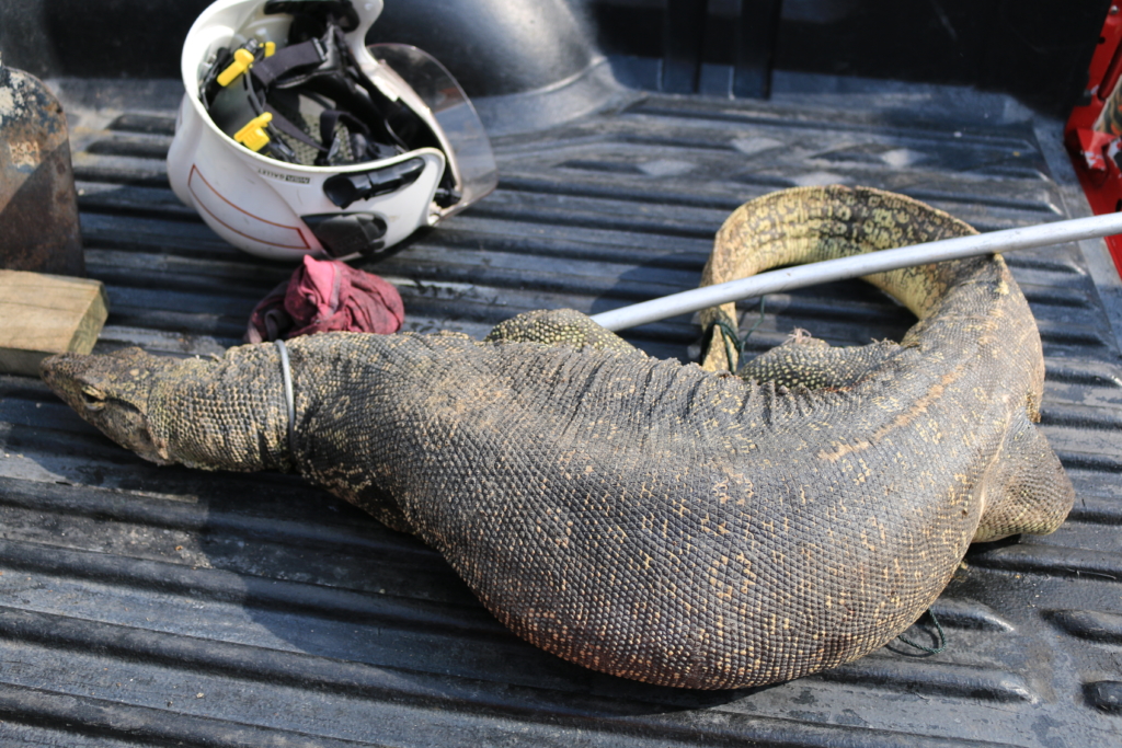 ホテル敷地内に迷い込んだ陸オオトカゲ。レスキュー隊が来て無事捕獲。