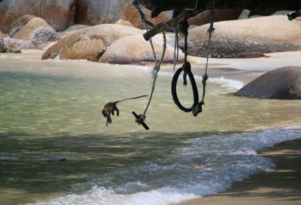 木に吊された遊具から海に飛び込み遊ぶ小猿