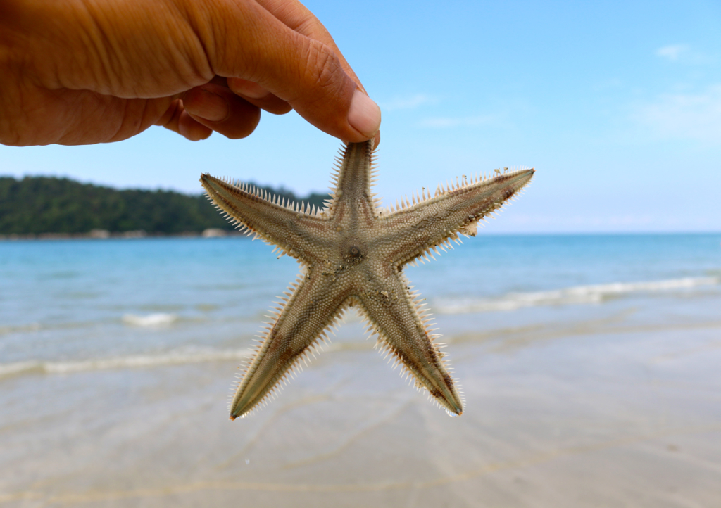 大潮の日はこんなヒトデも拾えます