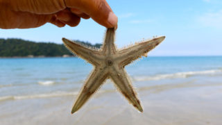Starfish pangkor island