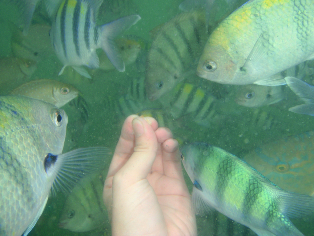 パンに群がるギアム島の熱帯魚たち