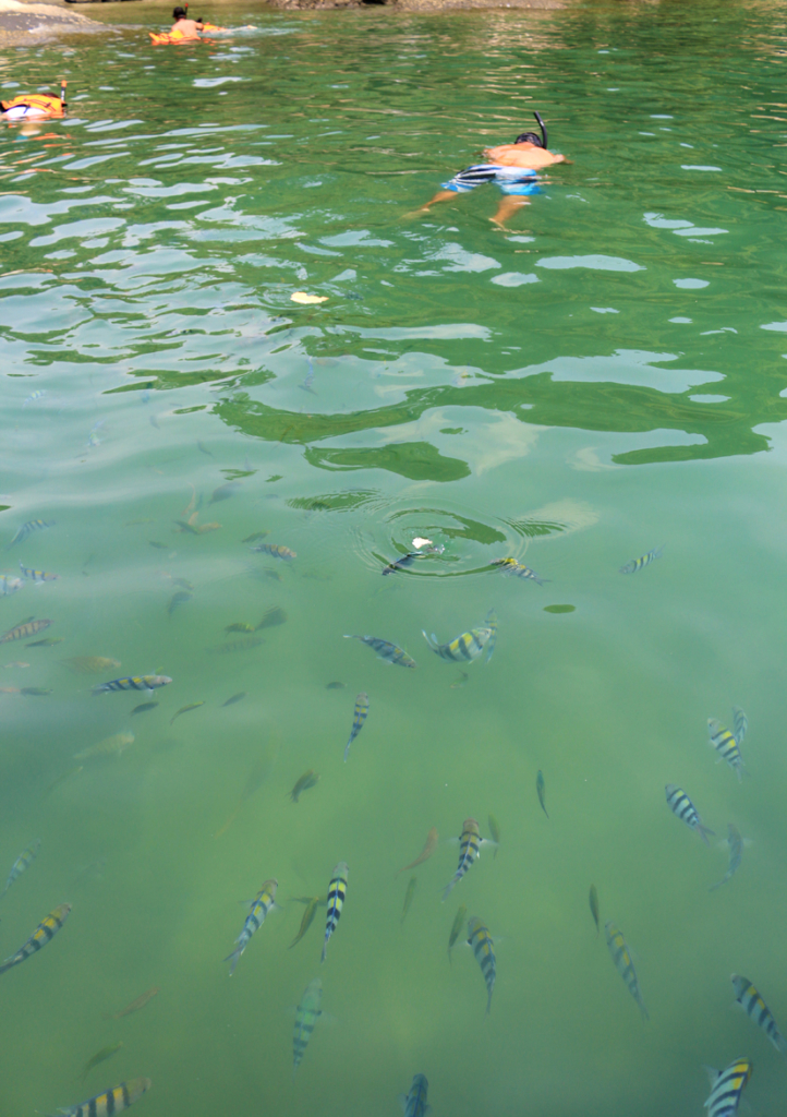 ギアム島でのシュノーケリング風景 : 濁りがある日でもこれくらいは見えます