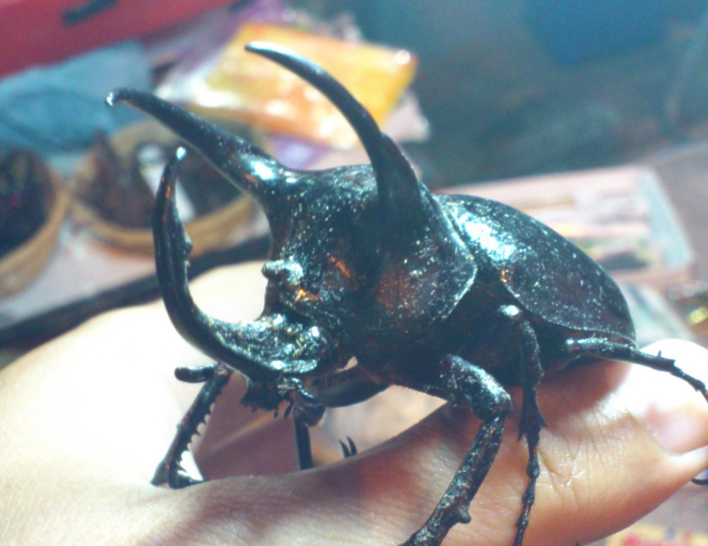 コーカサスカブト。土産屋のTシャツにとまって、店のオバちゃんにホウキでバシバシやられてたのを救出しました。