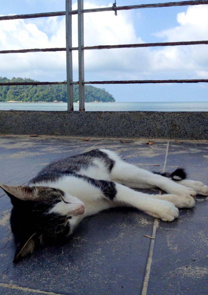 海岸傍の日陰で寝る猫