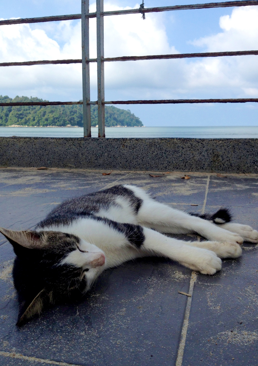 海岸傍の日陰で寝る猫