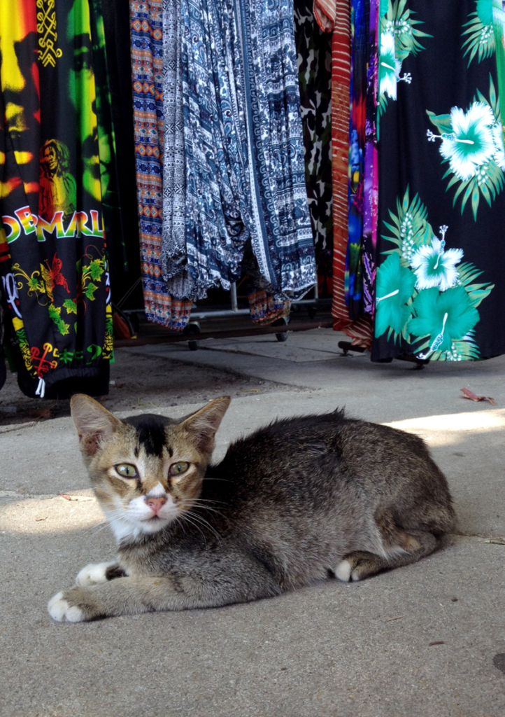 土産屋の軒先で寛ぐ猫