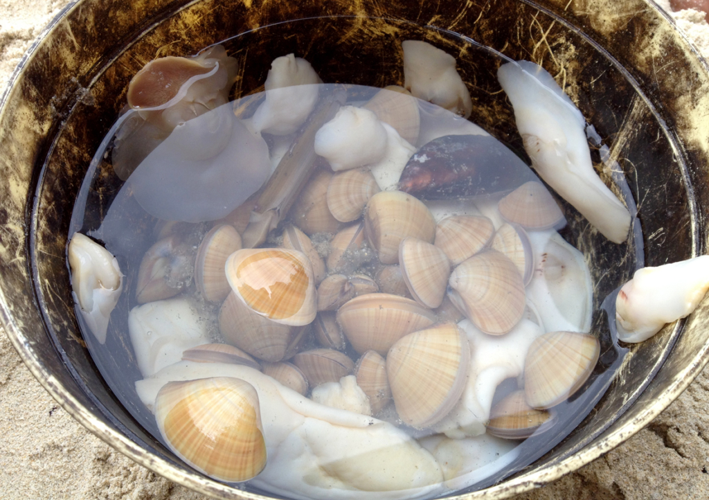 大潮の日には潮干狩り。仲間とBBQで美味しく頂きました。