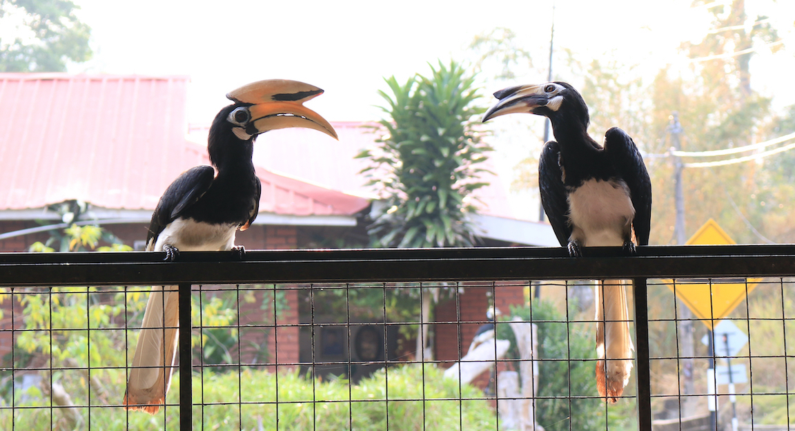 パンコール島のホーンビル(サイチョウ)