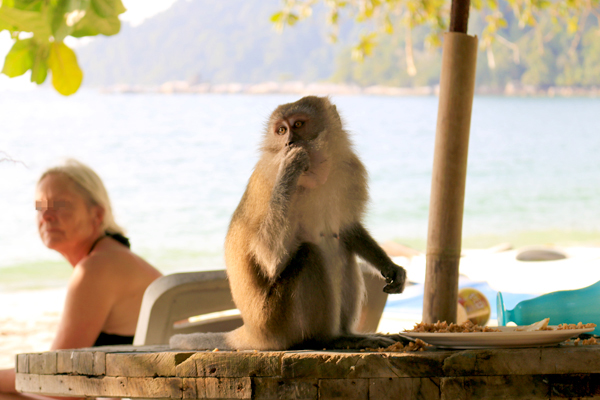 観光客の食べ残しを漁る猿(至近距離で目を合わせるのは危険です)