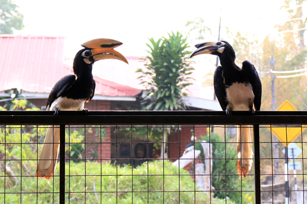 マレーシアの国鳥でもあるホンビル(サイ鳥)はパンコール島にたくさんいます