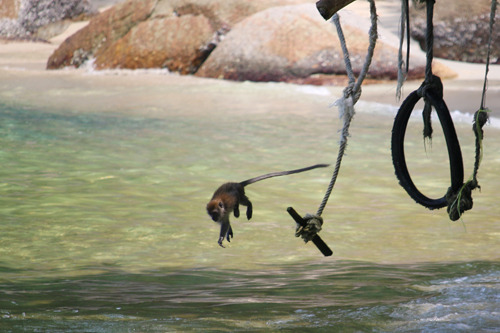 木に吊された遊具から海に飛び込み遊ぶ小猿